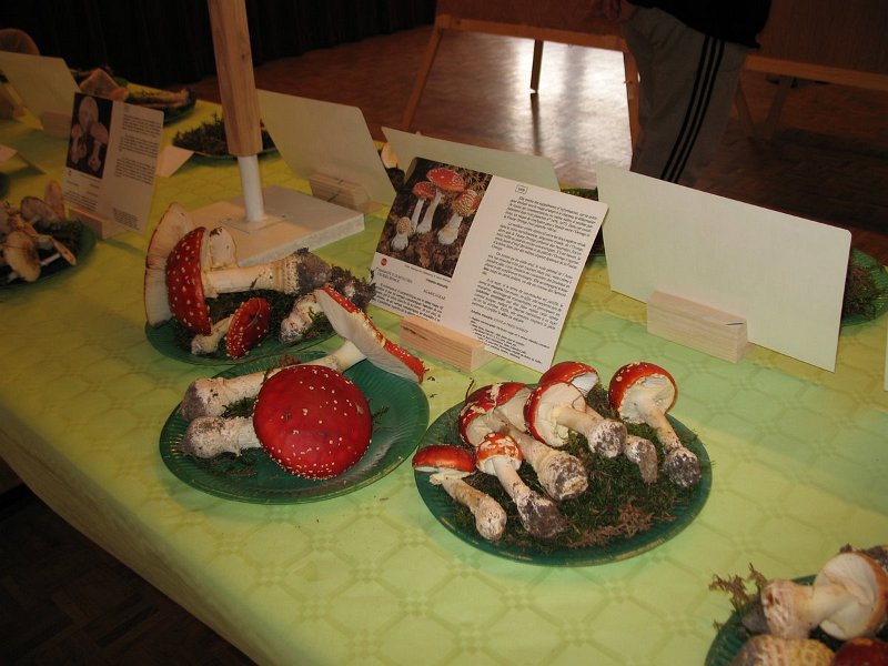 Amanites tue mouches